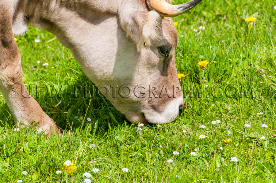 Dairy cow grazing snout grass pasture eating head close-up XL St