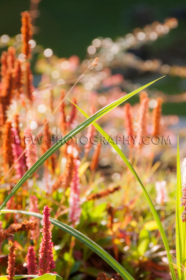 Fall garden macro beautiful crossed grass blades red blossoms kn