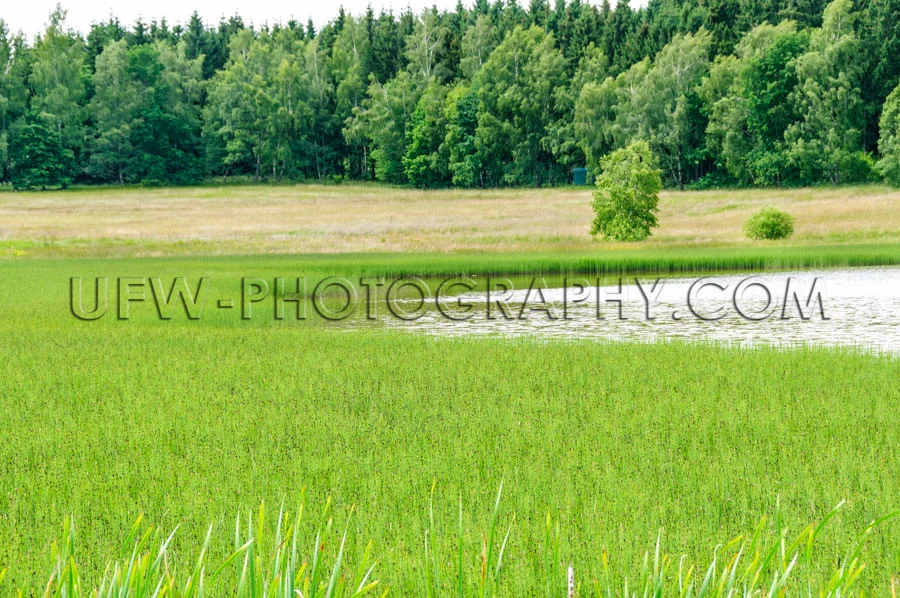 Green reed meadow lake forest landscape conservation area Stock