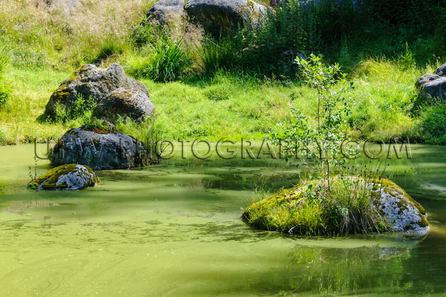 Green pond rocks grass forest wilderness habitat Stock Image