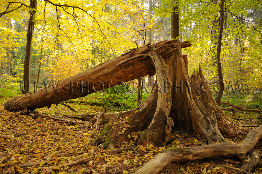 Idyllic autumn fallen splintered tree weatherbeaten beautiful fo