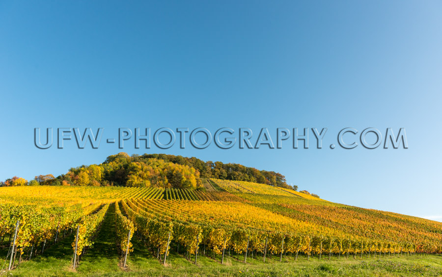 Idyllic autumn vineyard hill rows grapevines deep blue sky Stock