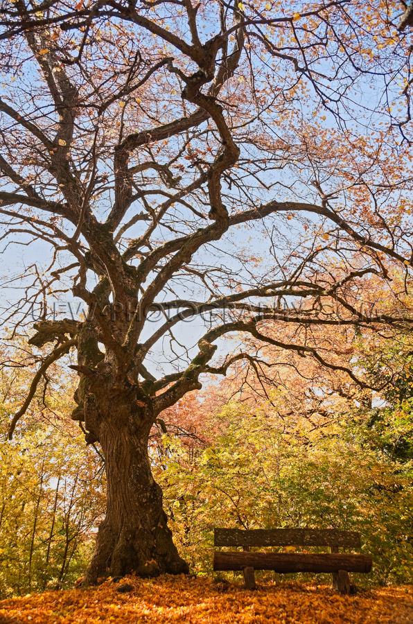 Idyllic golden autumn scene gnarled tree bench colorful foliage 