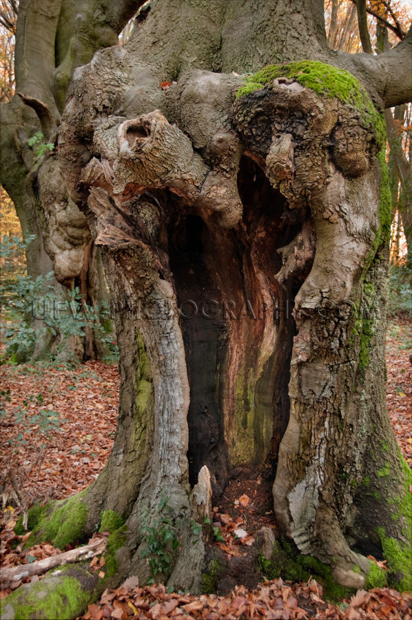 Old gnarled tree with a large cavity Stock Image