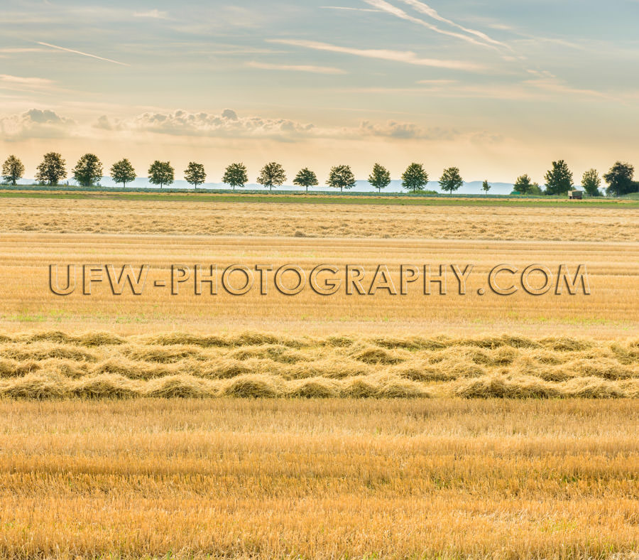 Picturesque harvested field hay stubble trees golden light Stock