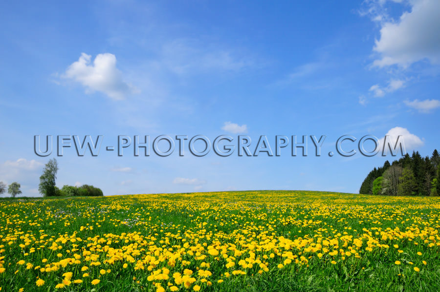 Spring meadow yellow dandelion blossoms trees blue sky Stock Ima