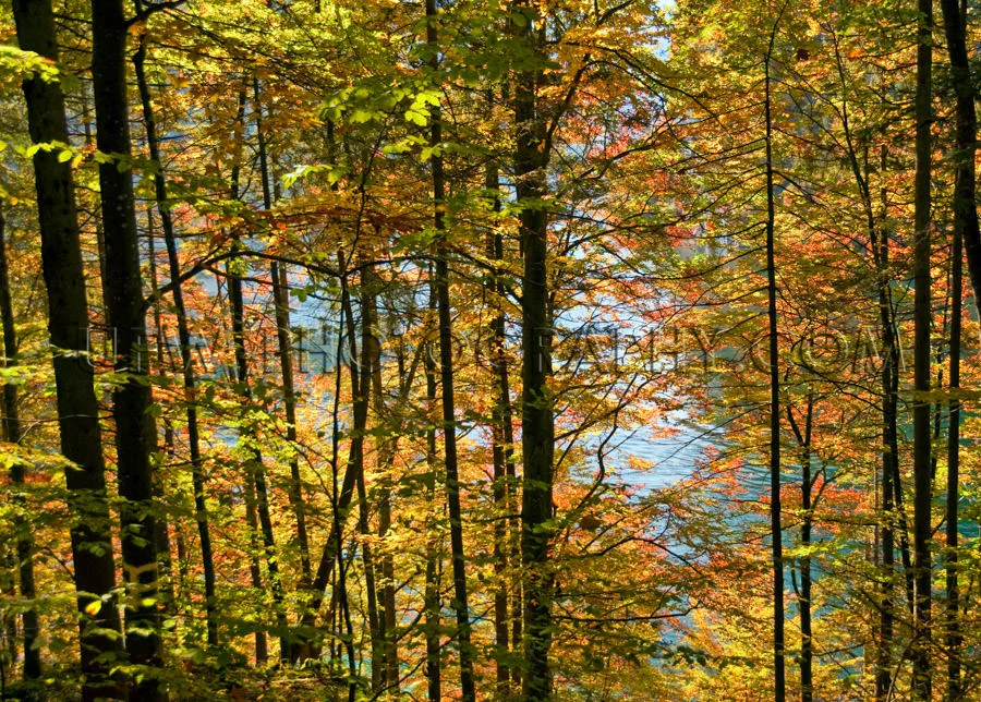 Trees with leaves in vibrant autumn colors, patches of water - S