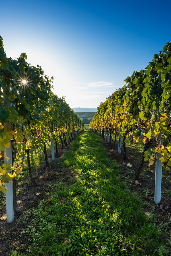 Vineyard autumn sun star glowing grapevines blue sky Stock Image