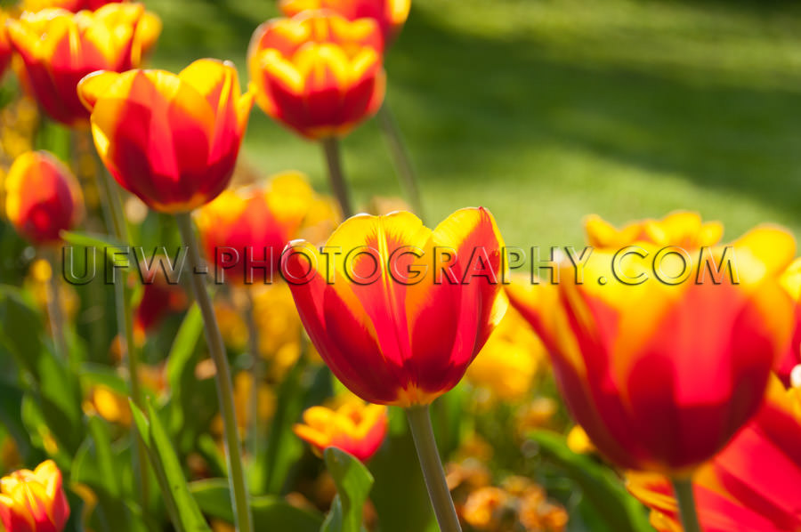 Tulips flower head vivid colored beautiful spring park Stock Ima