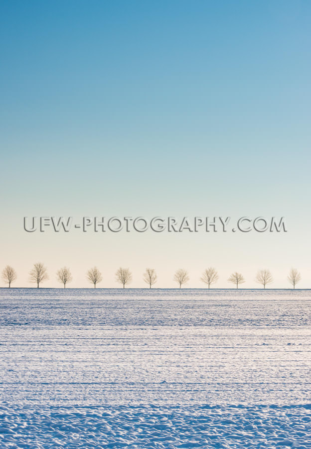 Winter scene snow covered field, row of trees, blue sky - Stock 