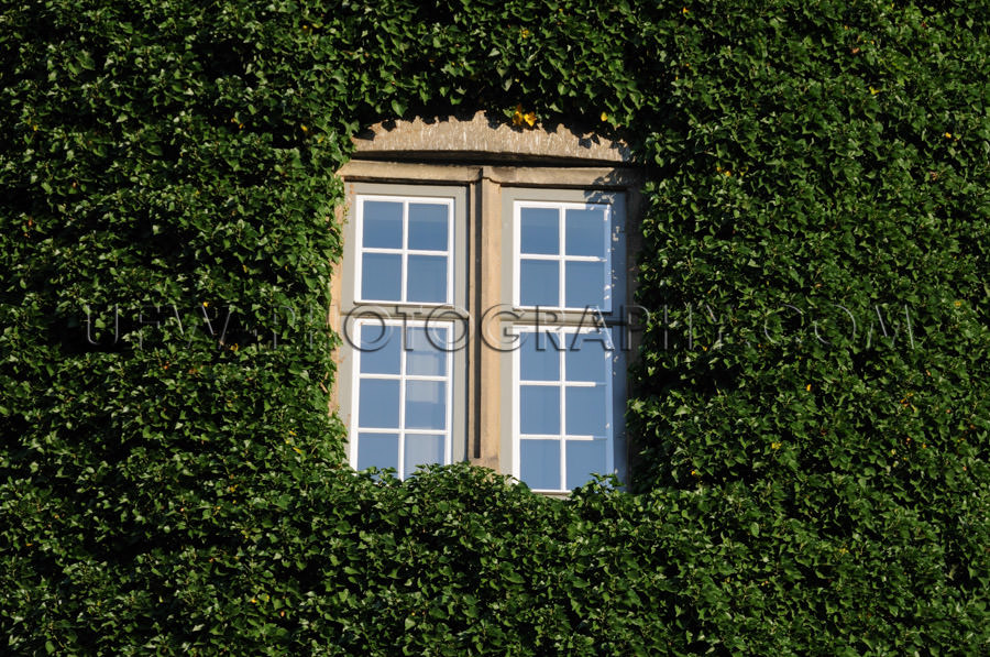Window surrounded green ivy romantic fairy-tale castle window fu