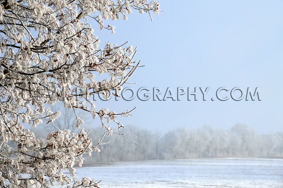 Winter scene, ice covered tree, snowy field and blue sky - Stock