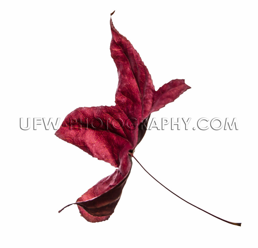 Autumn leaf single flying deep red isolated white Stock Image
