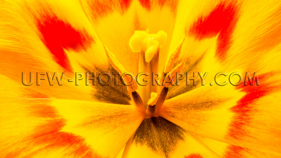 Awesome tulip flower head blossom petal stamen vivid colors Stoc