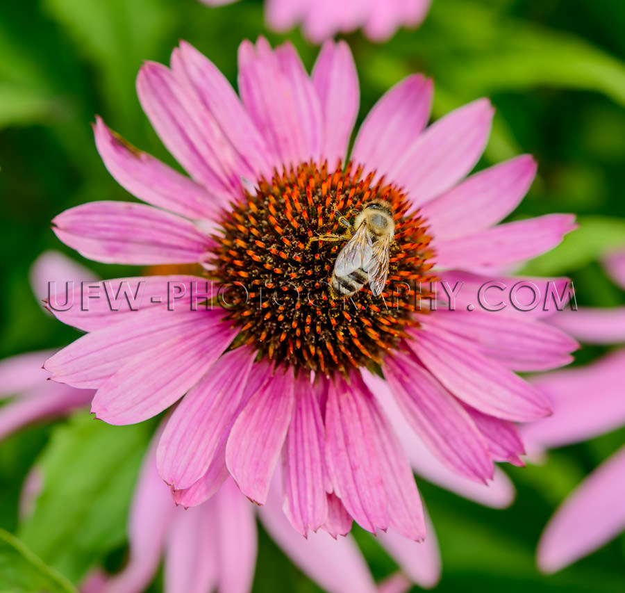 Awesome blossom honeybee echinacea Macro coneflower flower head 