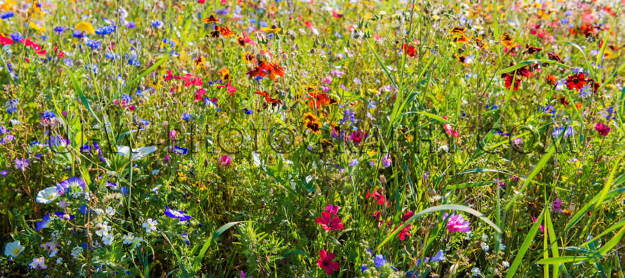 Beautiful abundant flower meadow springtime colorful garden Stoc