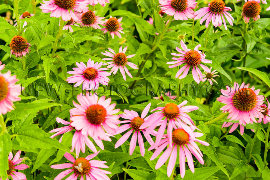 Beautiful Flower Bed Blossom Echinacea Coneflower Honeybee Close