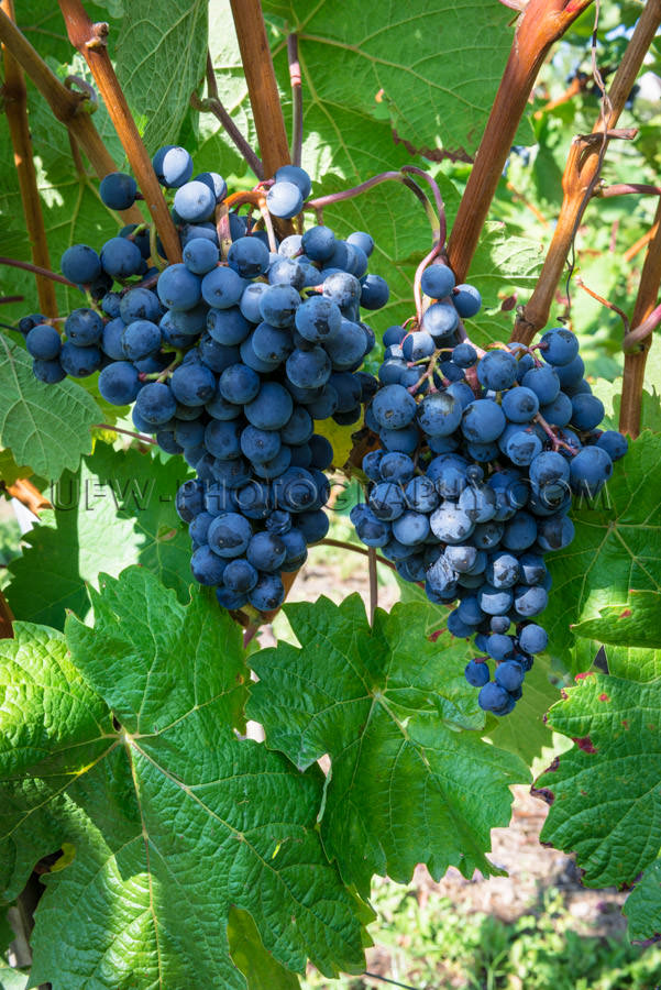 Blue grapes grapevine two ripe juicy clusters close-up Stock Ima