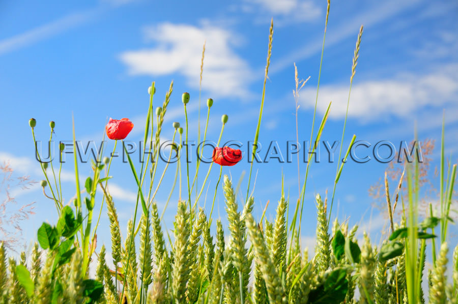 Grass, grain and vivid red poppy flowers blue sky - Stock Image