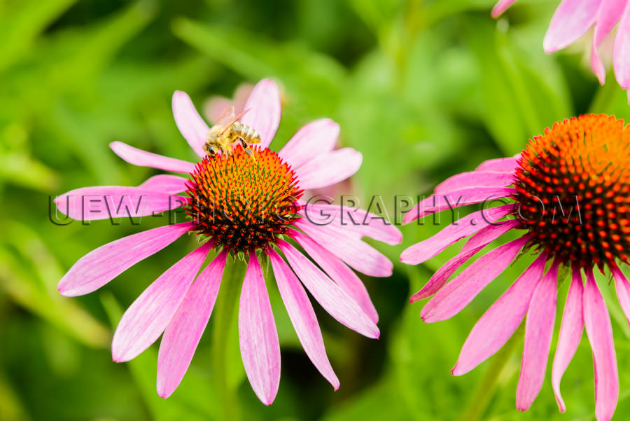 Macro Beautiful Flower Head Honeybee Blossom Echinacea Coneflowe