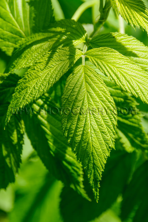 Macro of lush green leaves on a bush, selective focus - Stock Im