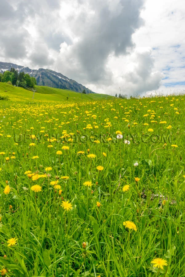 Mountain pasture dandelion hill idyllic cloud spring landscape S