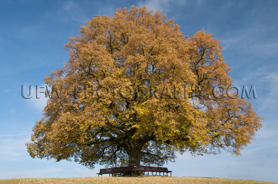 Old linden tree, fall colors, against blue partly cloudy sky - S