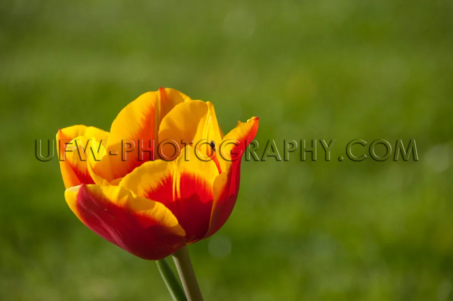 Red and yellow single tulip against defocused green background S