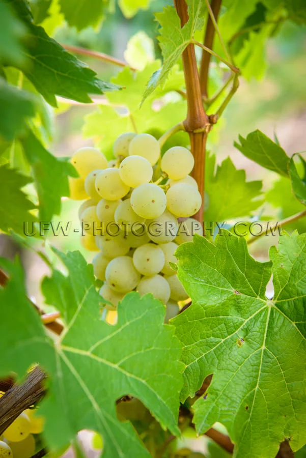 Ripe green grapes at grapevine leaf white wine close-up Stock Im