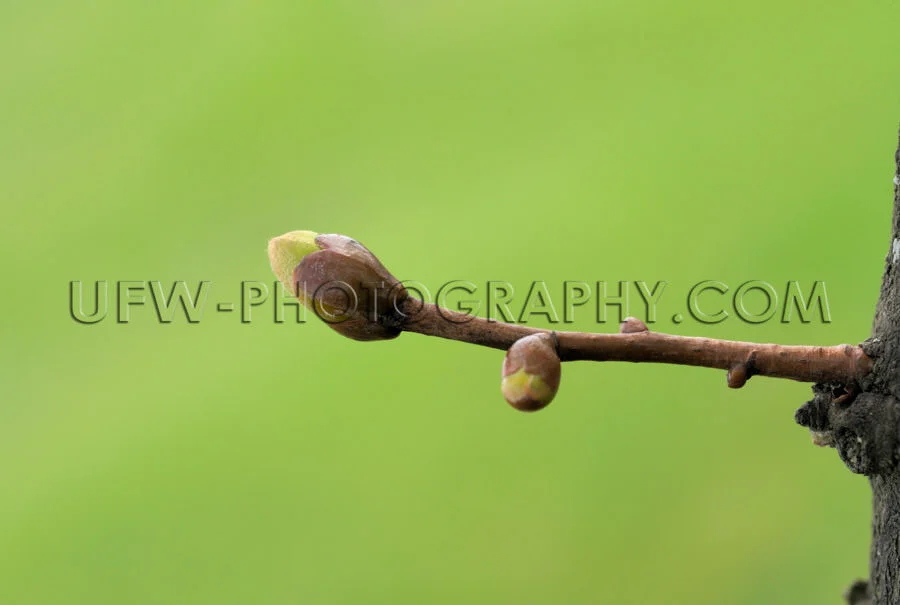 Spring bud, macro image, green blurred background, copy space -