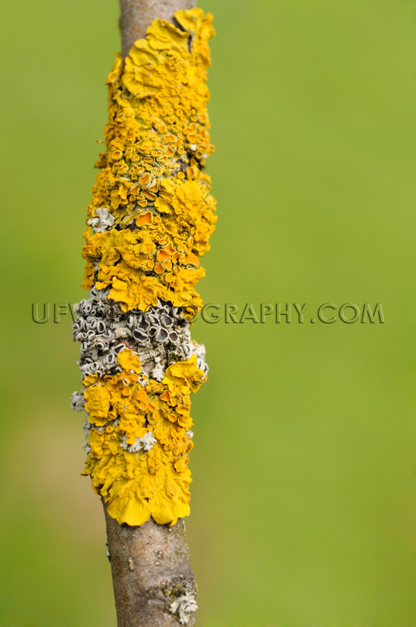 Yellow and gray lichen on a twig, macro, natural pattern - Stock