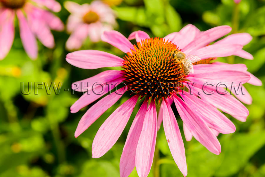 Beautiful flower head blossom echinacea coneflower honeybee clos