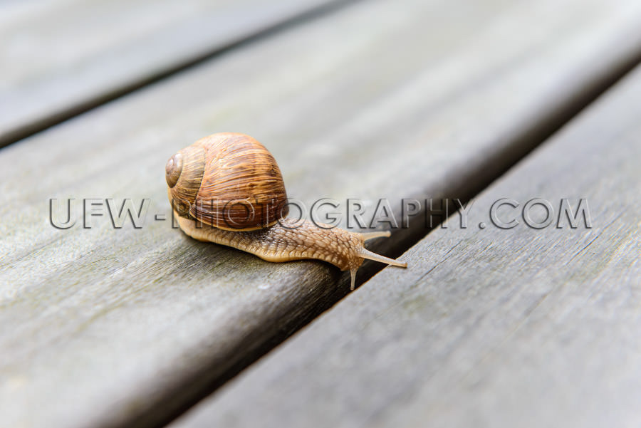 Curious roman snail looking down gap patio boards planks Stock I