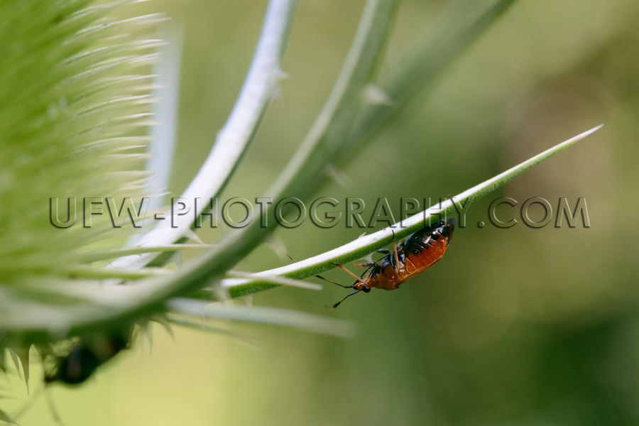 Brown beetle hanging on the leaf of a thistle, macro - Stock Ima