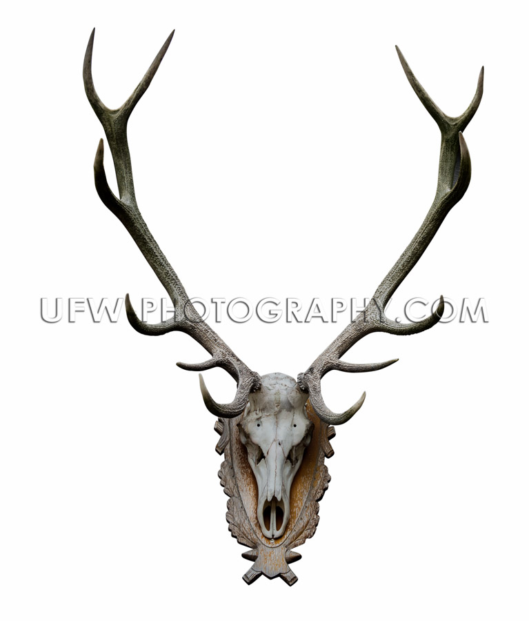 Deer antlers isolated white path wooden wall-mount animal skull 