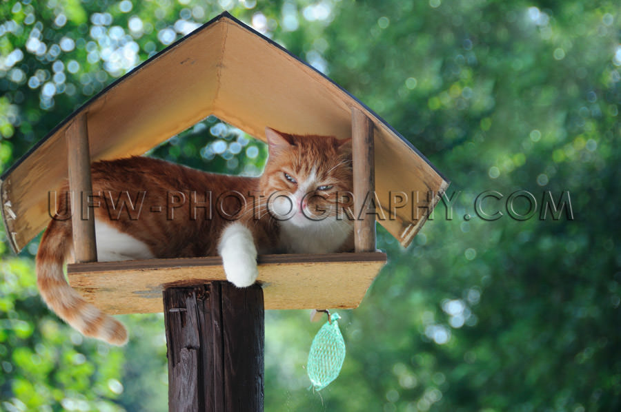 Funny red white cat sleeping in birdhouse green leaves Stock Ima