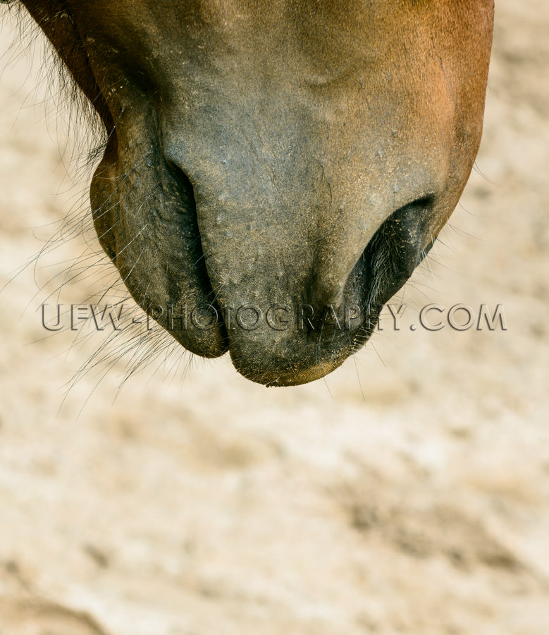 Horse head, mouth and nose close and detailed - Stock Image