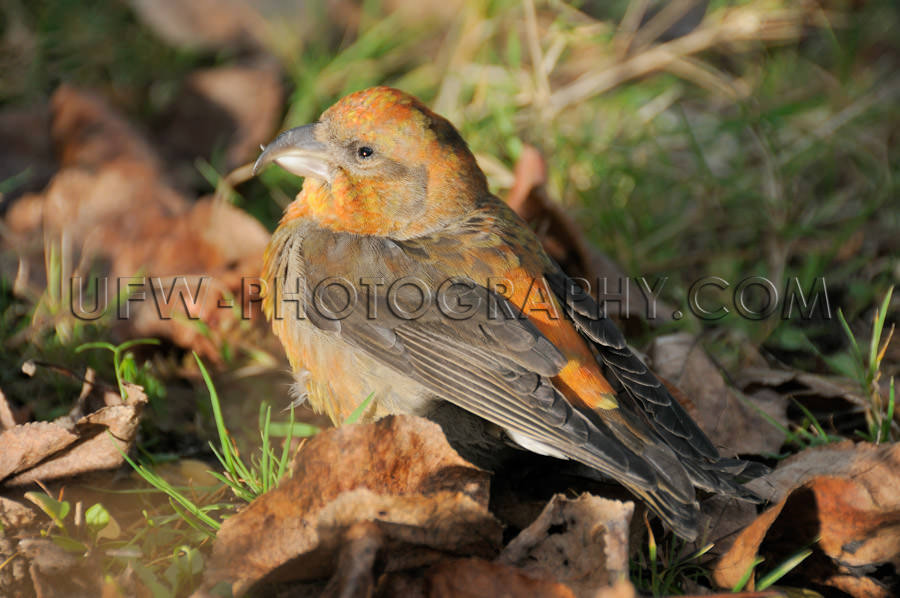 Orange brown crossbill bird sitting fall foliage close up Stock 