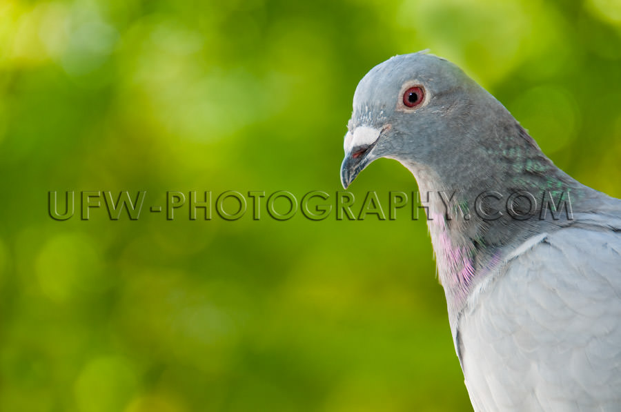 Portrait of a racing pigeon, blurred green background - Stock Im