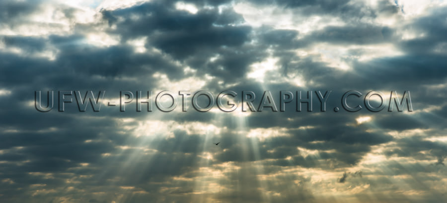 Rays sunlight penetrate dark clouds dramatic sky lonesome bird X