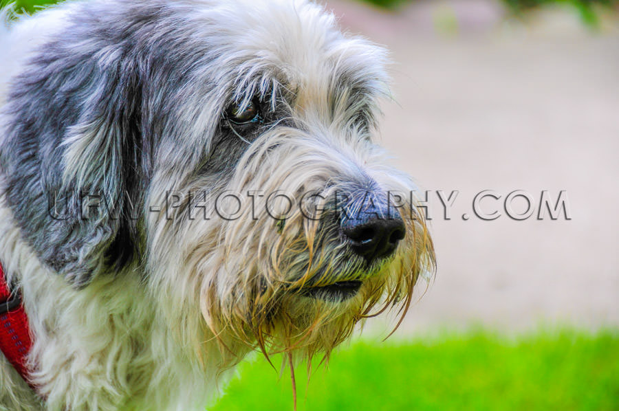 Shaggy dog face head-shot portrait pon sheepdog close-up Stock I