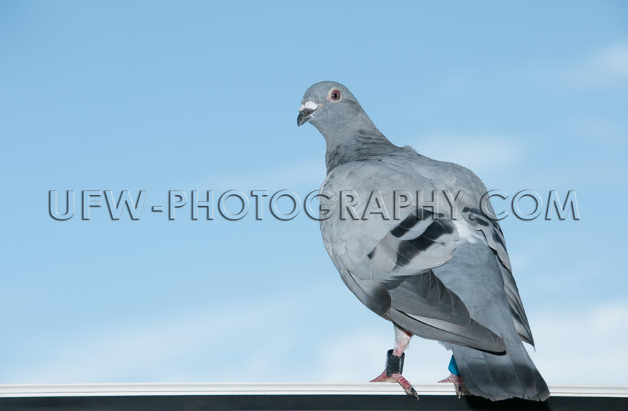 Standing homing pigeon looking leg-rings blue sky close-up Stock