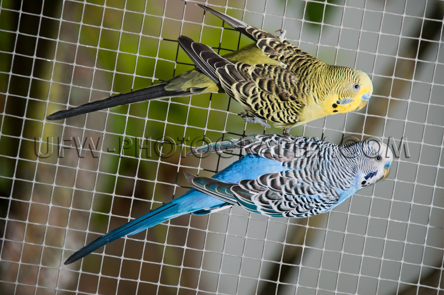 Yellow blue canary birds aviary bird cage hanging on fence Stock