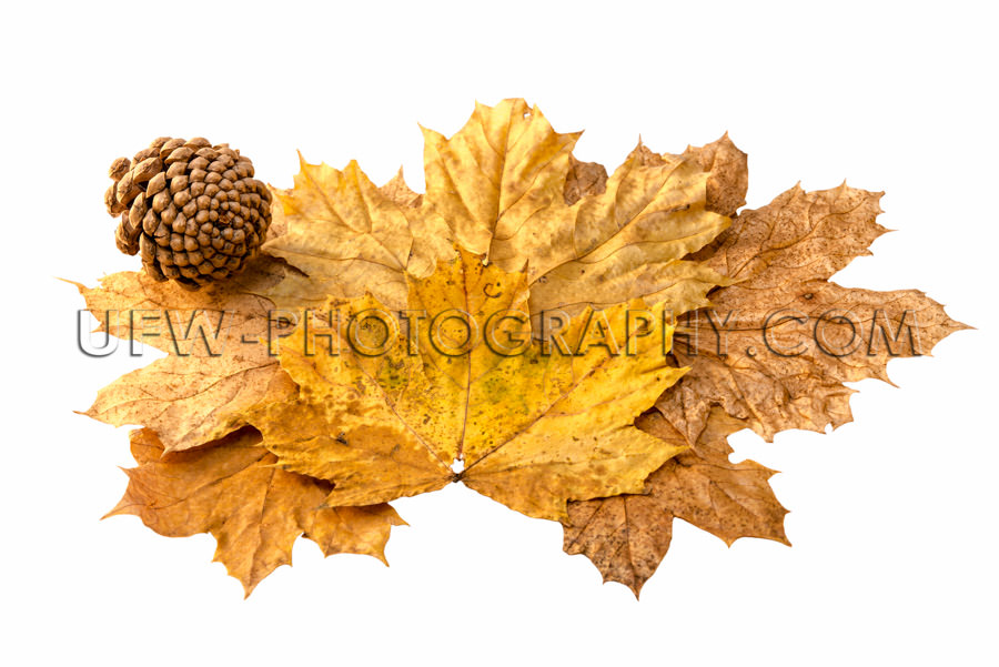 Autumn leaves fir cone decorative leaf arrangement isolated Stoc