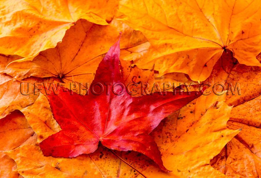 Beautiful vivid colored red golden autumn leaves full frame back