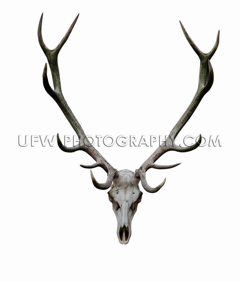 Deer antlers isolated white path animal skull XXL Stock Image