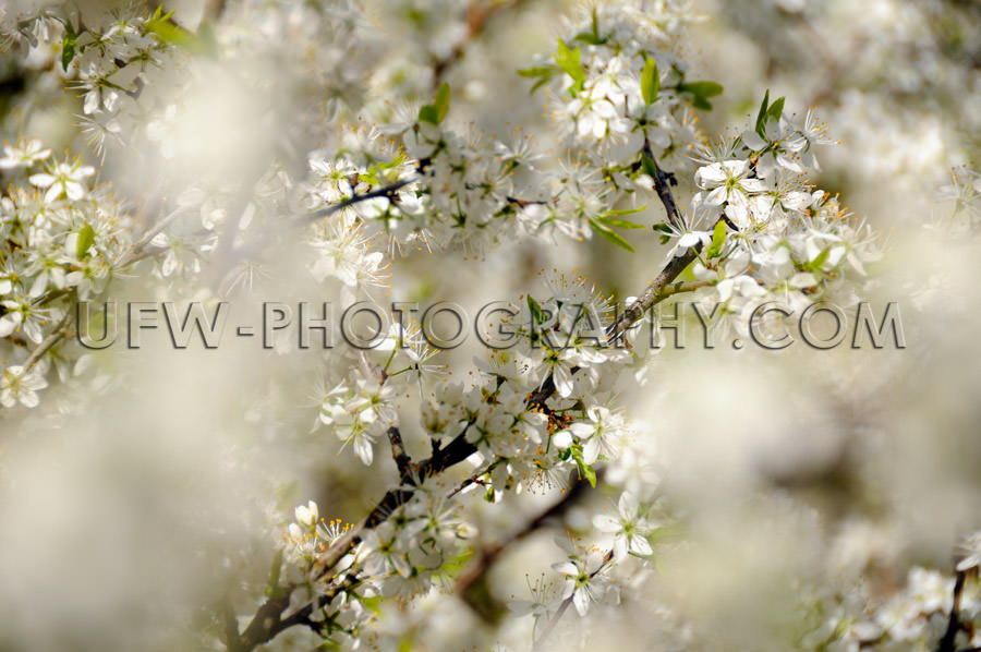Awesome white spring blossoms gentle fairy-tale blurred backgrou