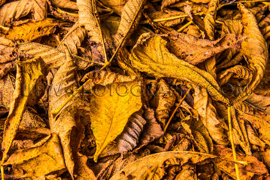 Beautiful autumn leaves background golden brown yellow Stock Ima