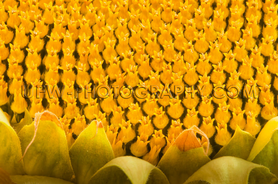 Bright yellow sunflower blossom detail macro full frame Stock Im