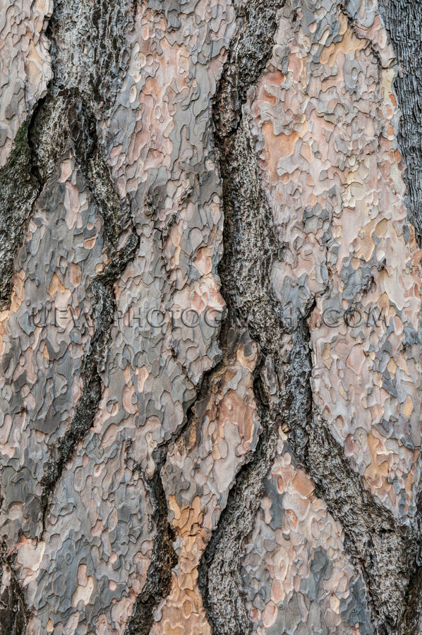 Pine tree bark full frame structure nature background Stock Imag